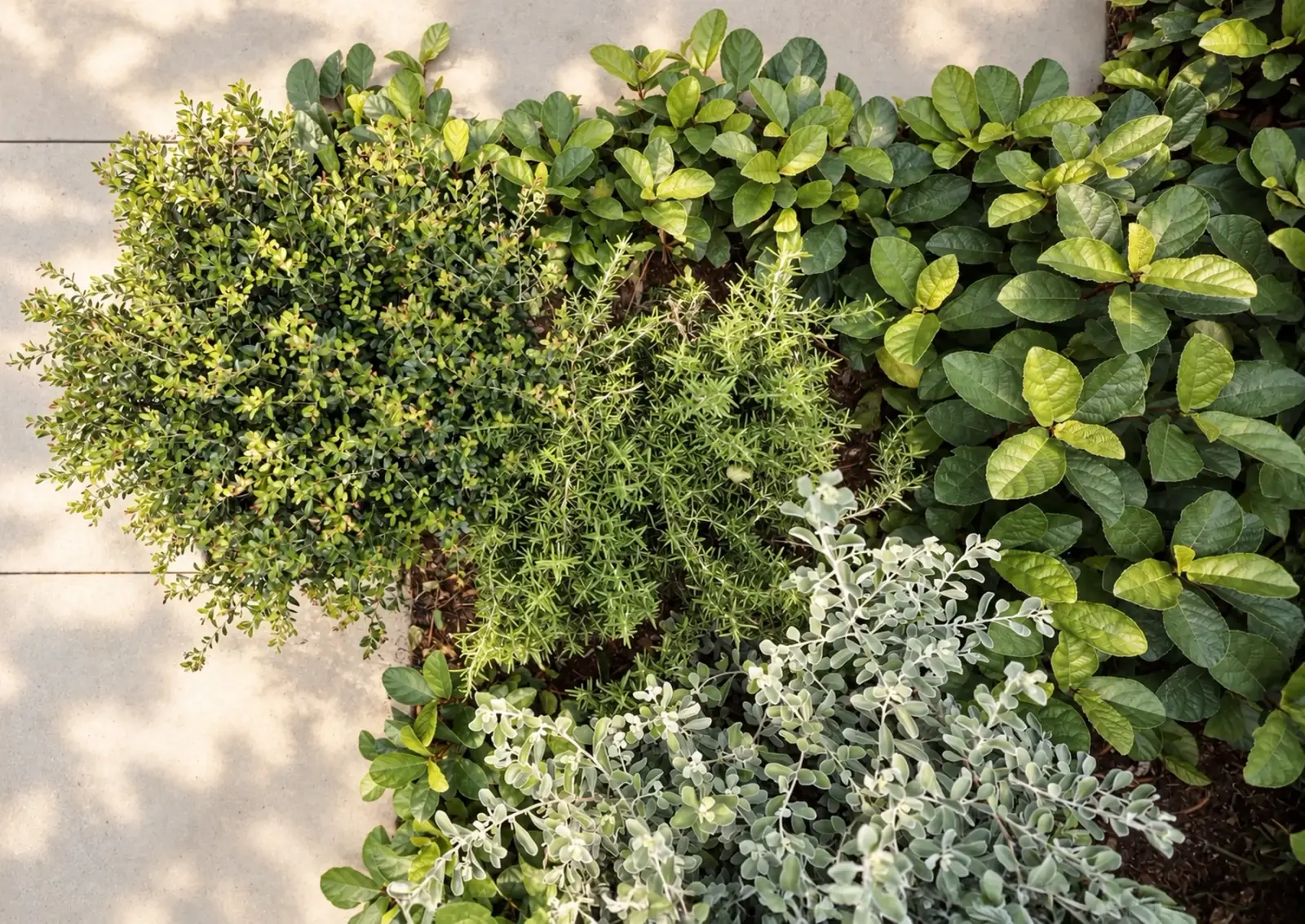 Layered green and silver planting against pale stone