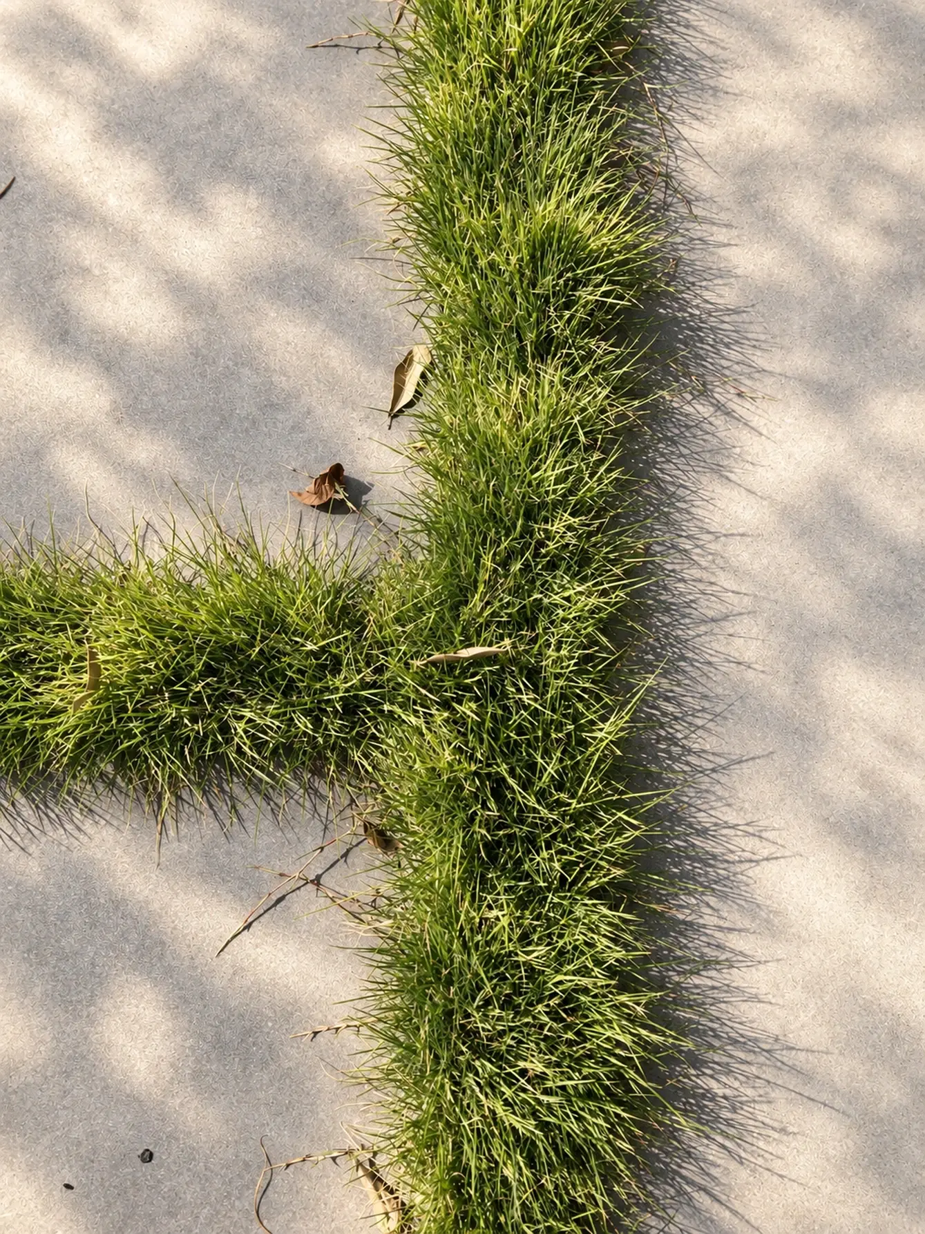 Grass joints between concrete pavers seen from above