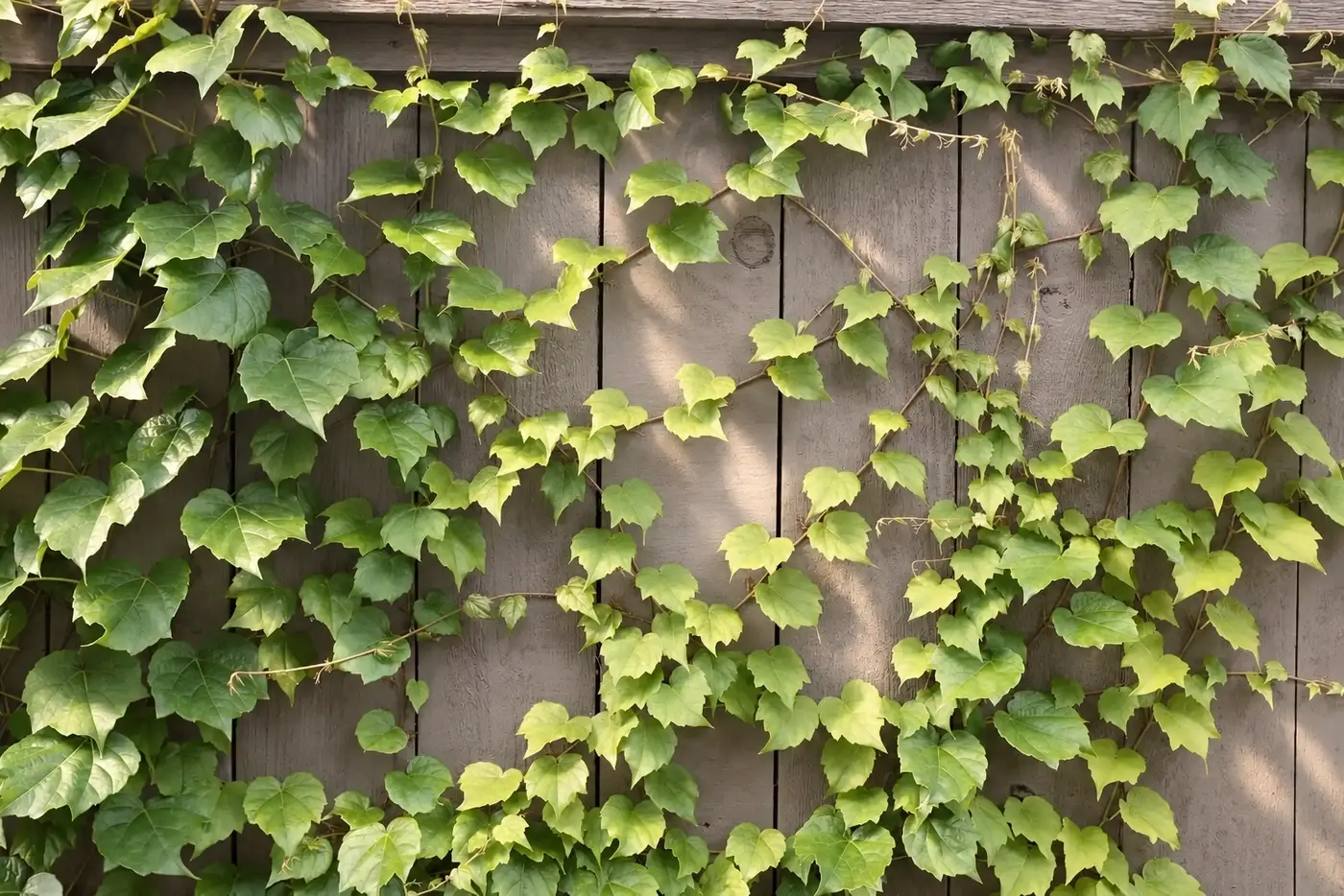 Ivy climbing a dark wall