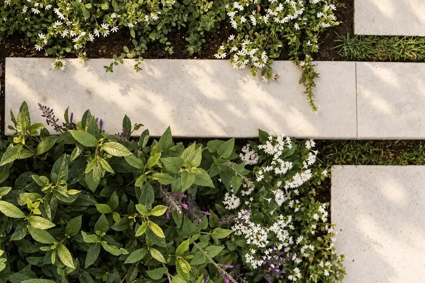 Stone pavers with white flowers growing between them