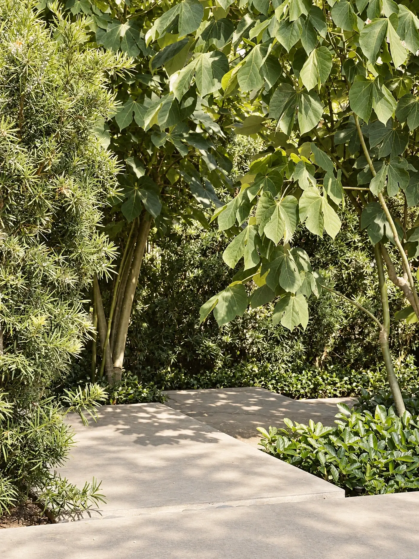 Shaded path between layered green planting