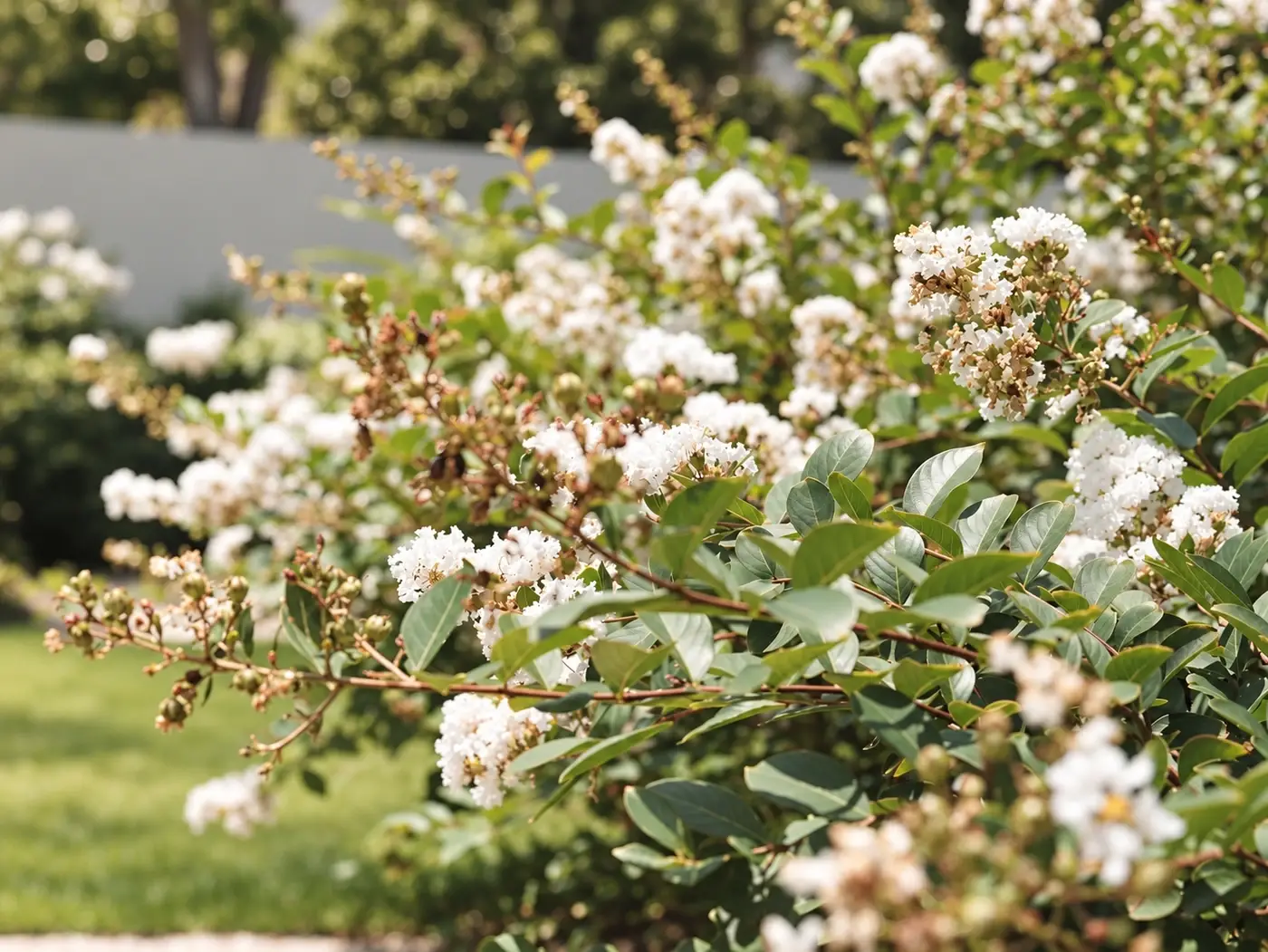 White crape myrtle blooms above a lawn