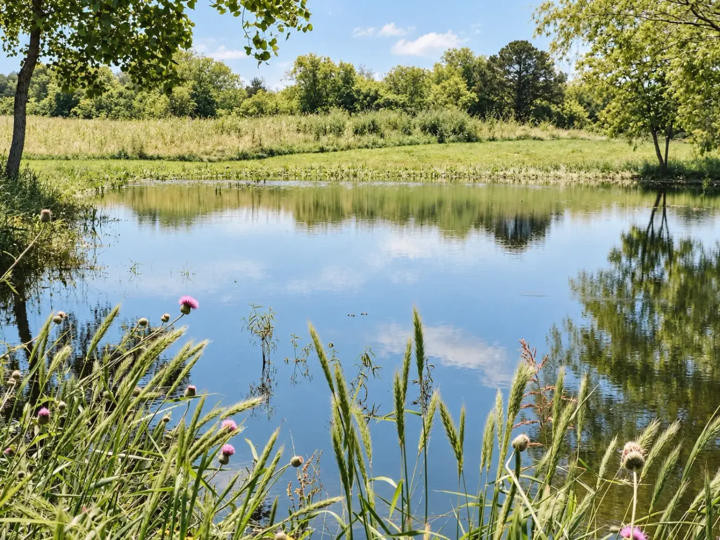 Pond edged with reeds and wildflowers