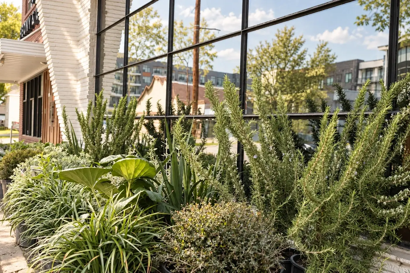 Sage and grasses planted along a glass storefront