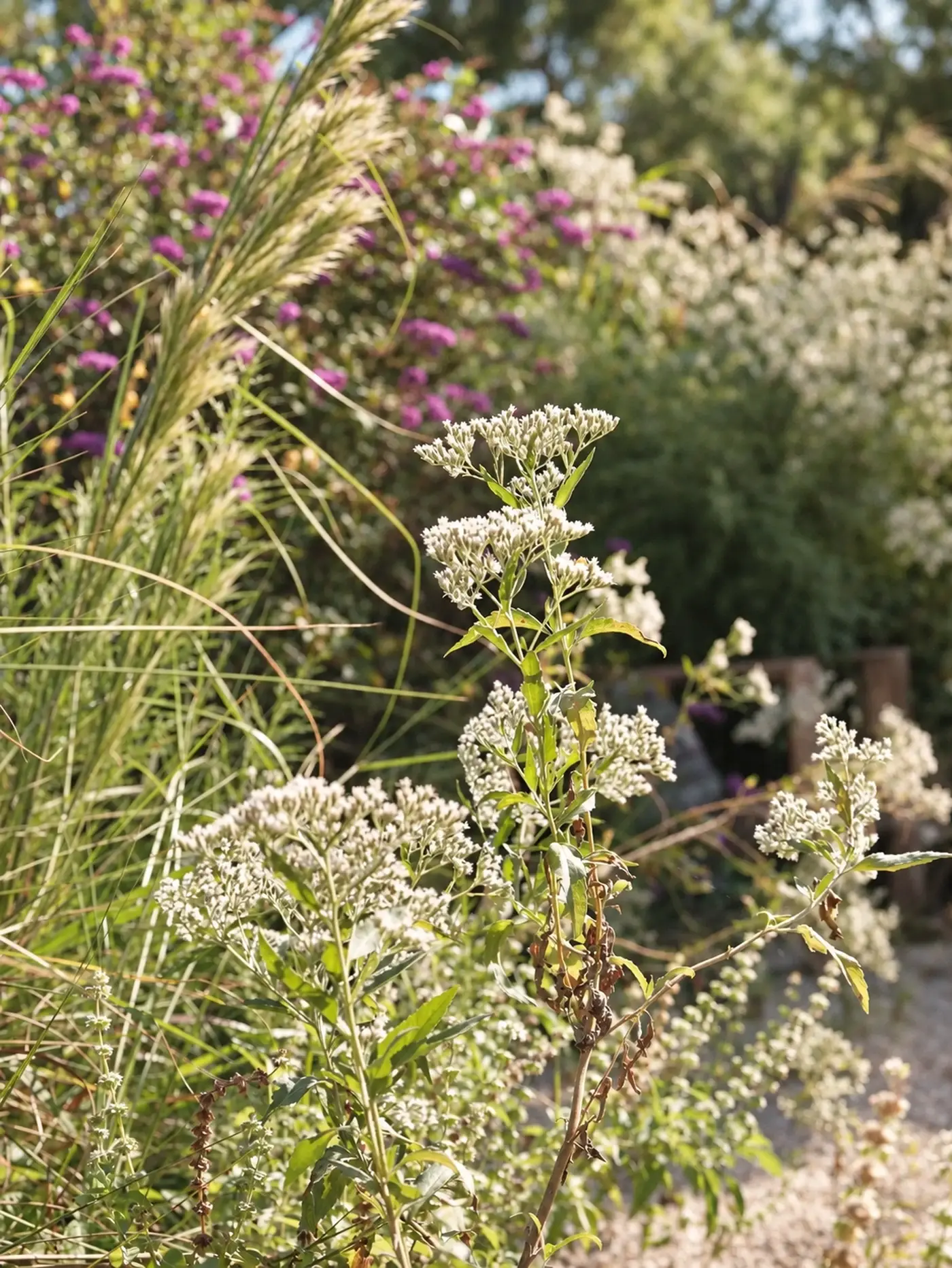 White wildflowers in a meadow planting